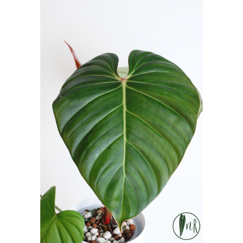 Philodendron Pink Glory