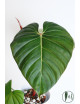 Philodendron Pink Glory
