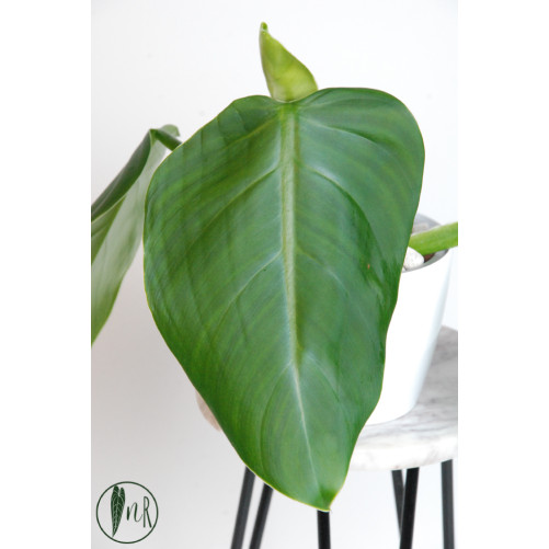 Philodendron atratum
