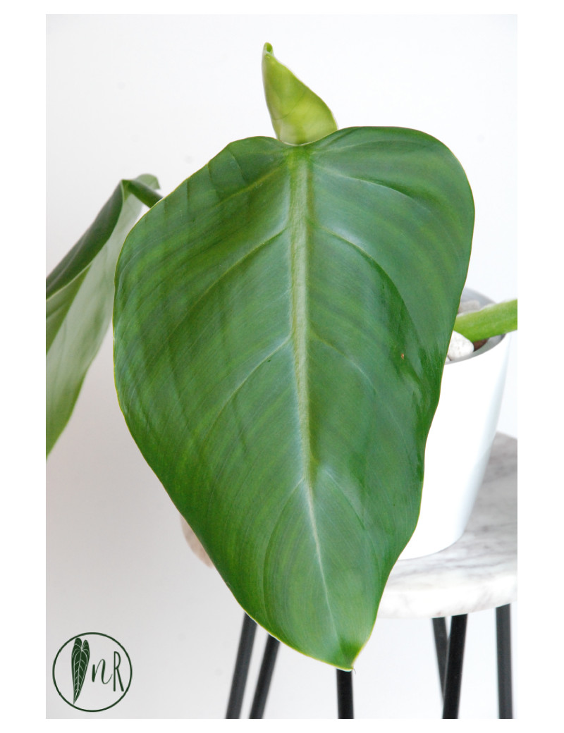 Philodendron atratum