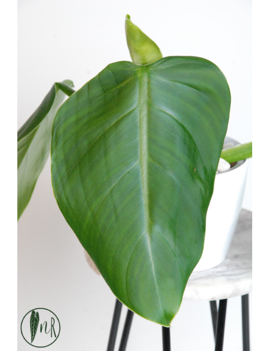 Philodendron atratum
