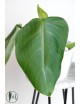 Philodendron atratum