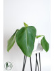 Philodendron atratum