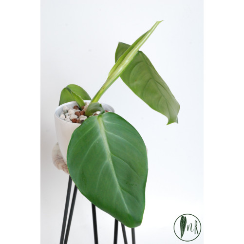 Philodendron atratum