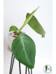 Philodendron atratum