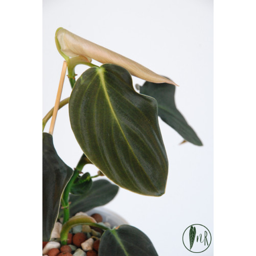 Philodendron gigas