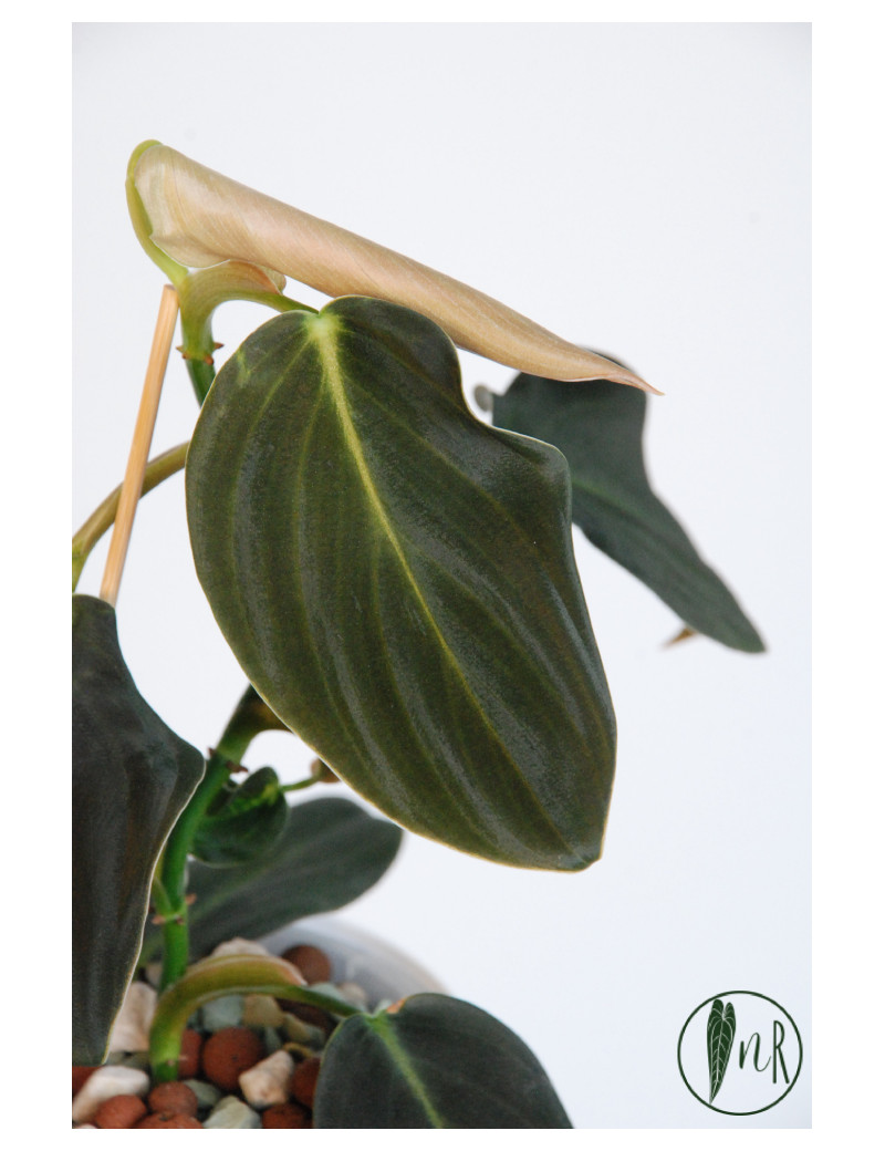 Philodendron gigas