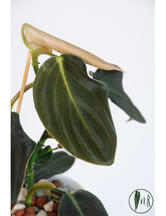 Philodendron gigas