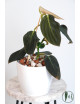 Philodendron gigas