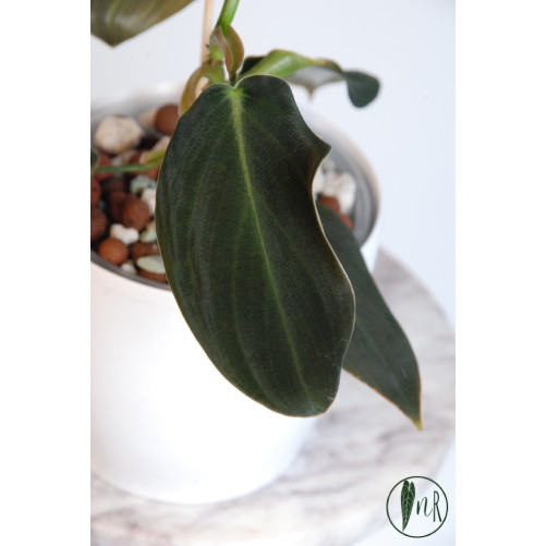 Philodendron gigas
