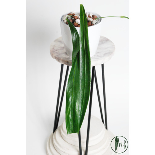 Anthurium friedrichsthalii