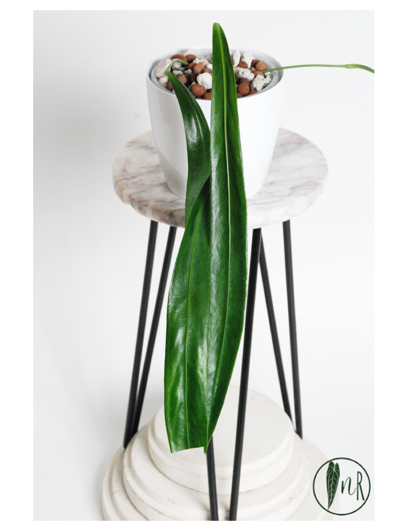 Anthurium friedrichsthalii