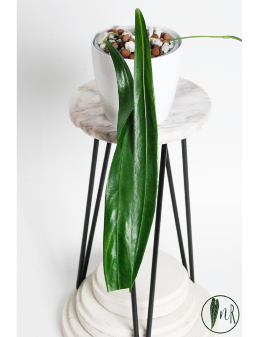 Anthurium friedrichsthalii
