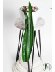 Anthurium friedrichsthalii