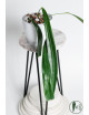Anthurium friedrichsthalii