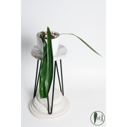 Anthurium friedrichsthalii