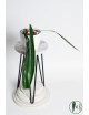 Anthurium friedrichsthalii