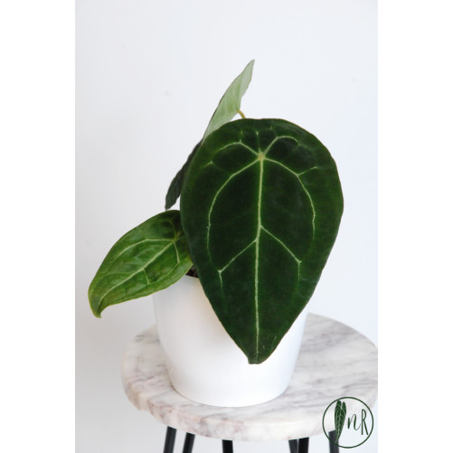 Anthurium forgetii