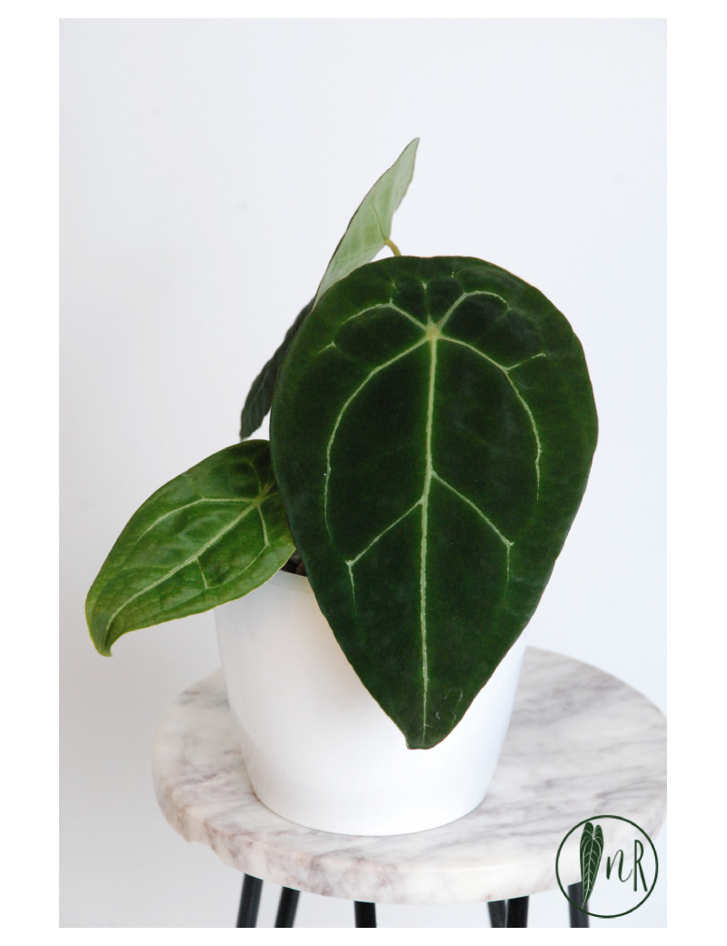 Anthurium forgetii