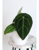Anthurium forgetii