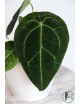 Anthurium forgetii