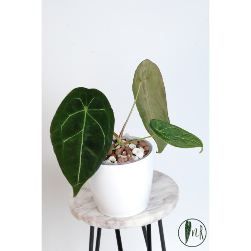 Anthurium forgetii