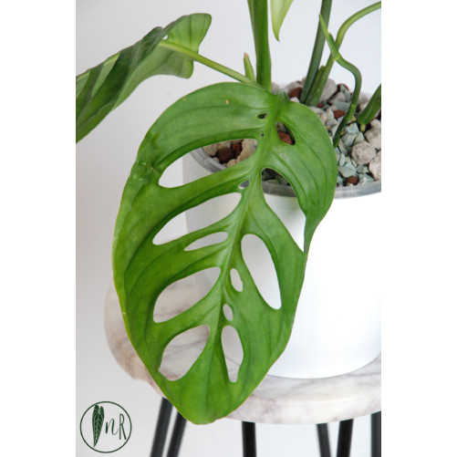 Monstera esqueleto