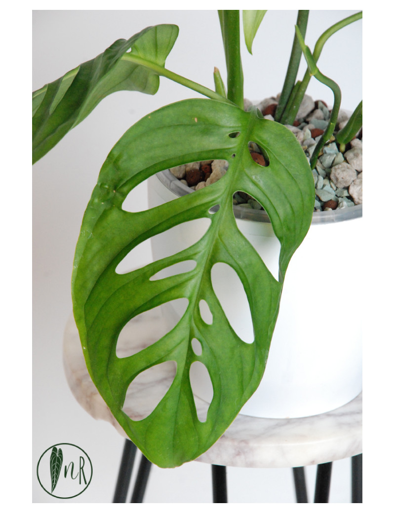 Monstera esqueleto