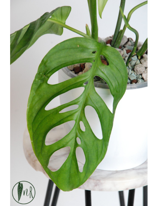 Monstera esqueleto