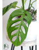 Monstera esqueleto