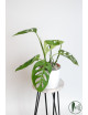 Monstera esqueleto