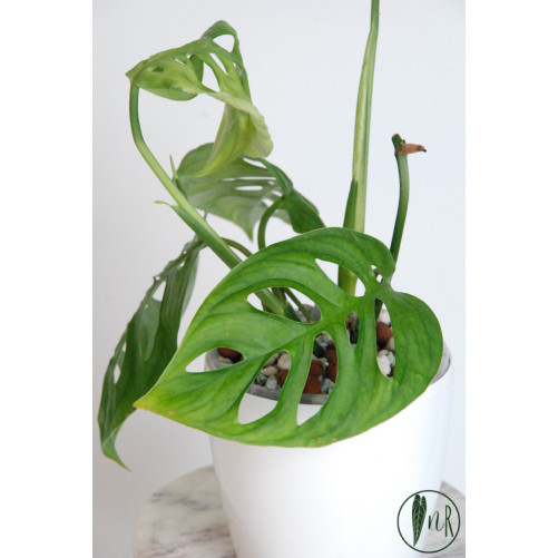 Monstera esqueleto
