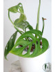 Monstera esqueleto