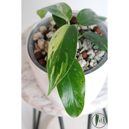 Philodendron jose buono
