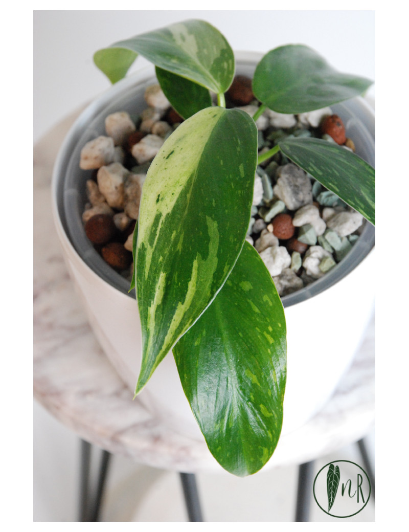 Philodendron jose buono