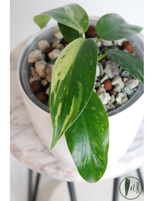 Philodendron jose buono