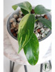 Philodendron jose buono