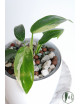 Philodendron jose buono