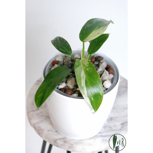 Philodendron jose buono