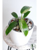 Philodendron jose buono