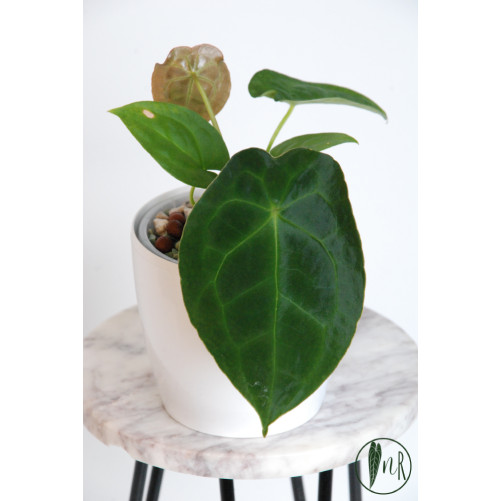 Anthurium forgetii DF