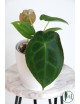 Anthurium forgetii DF