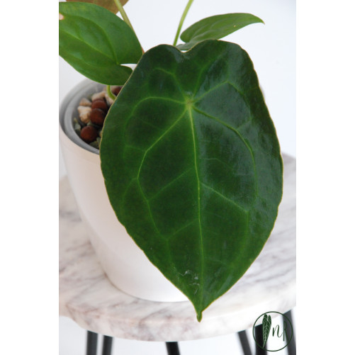 Anthurium forgetii DF