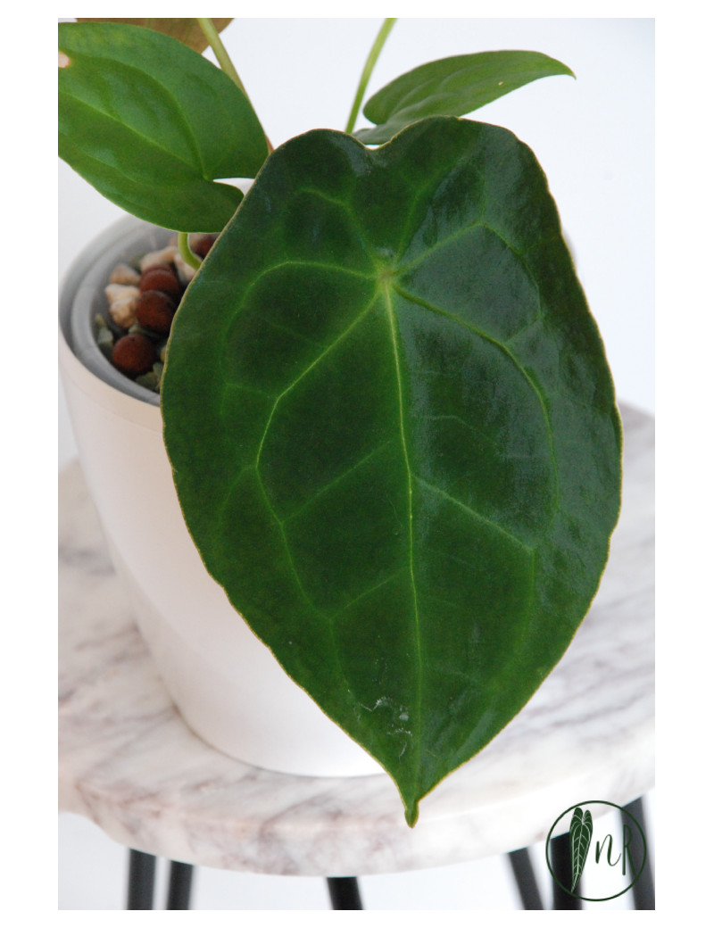 Anthurium forgetii DF