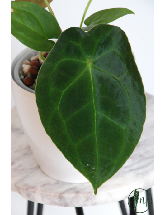 Anthurium forgetii DF