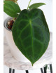 Anthurium forgetii DF