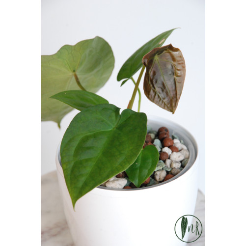 Anthurium forgetii DF