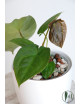 Anthurium forgetii DF