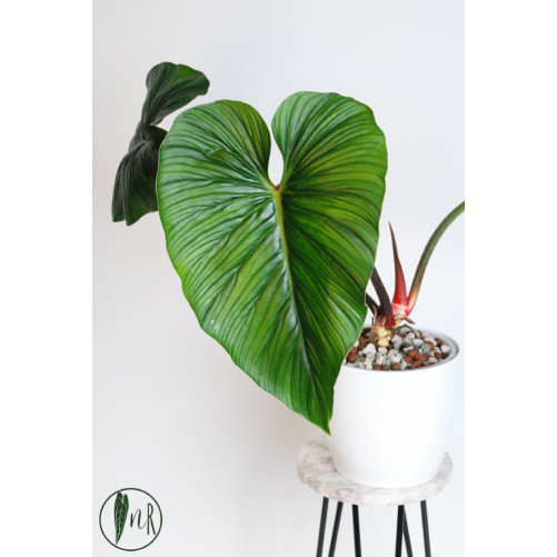 Philodendron mamei green