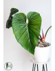 Philodendron mamei green
